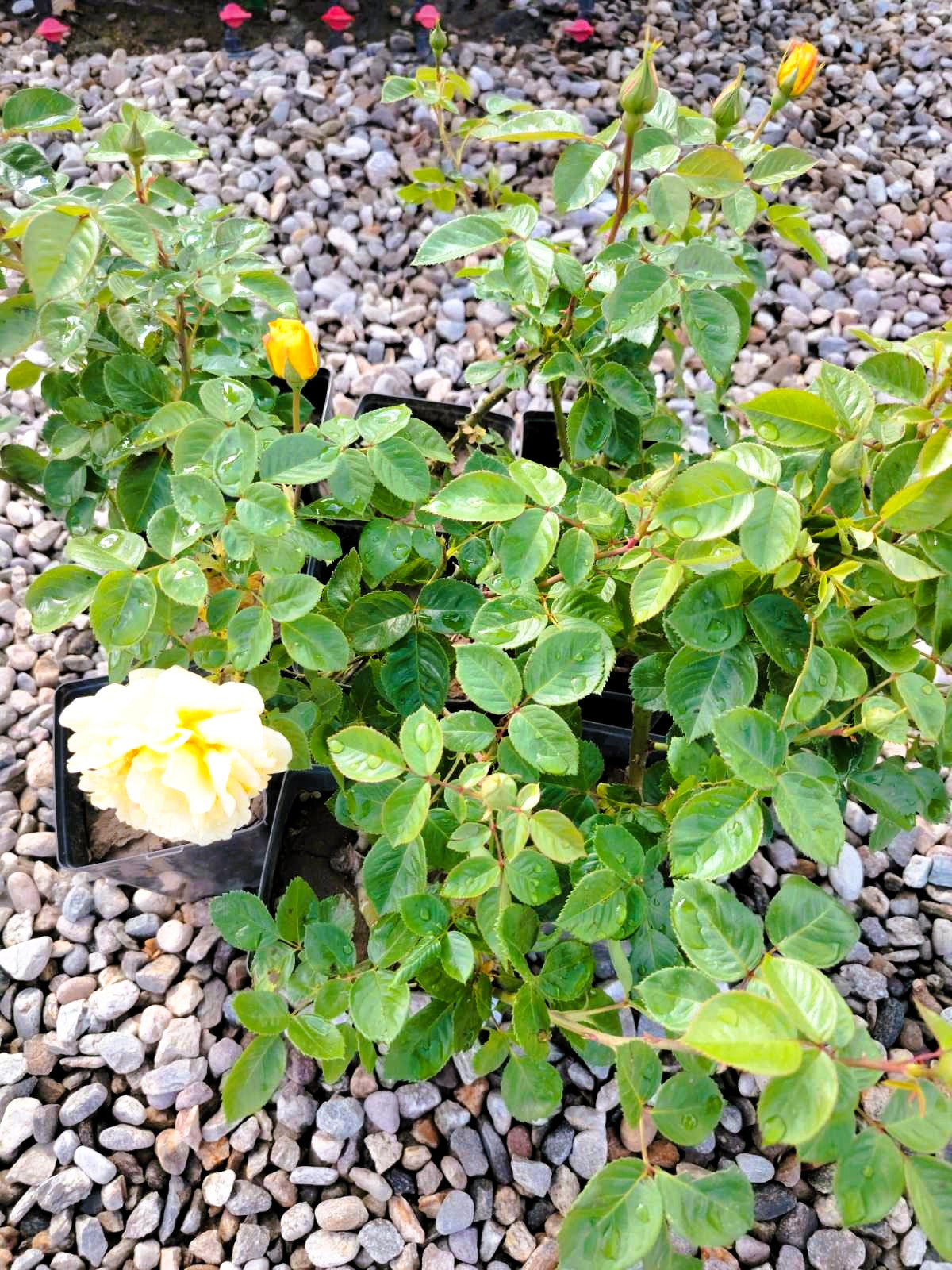 Жълта роза (Yellow Rose)