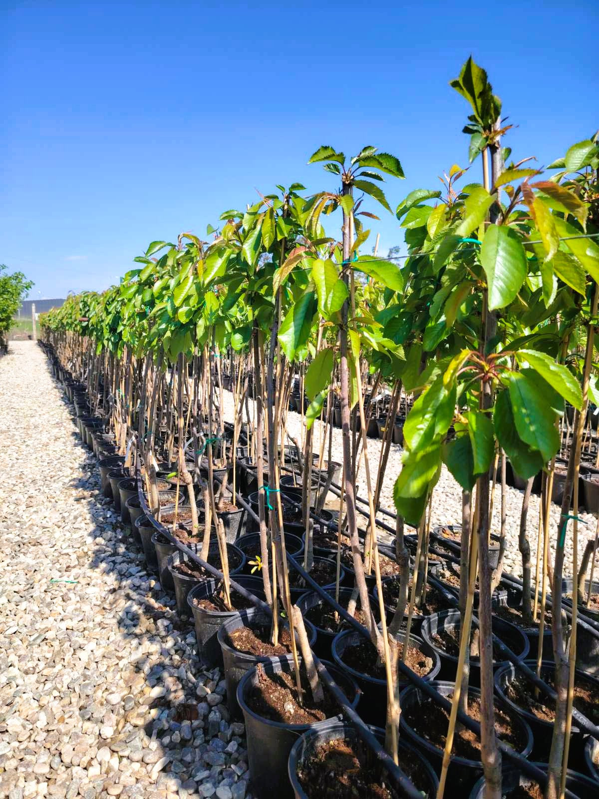 Двугодишна череша, сорт Бигаро Бюрла (Bigarreau Burlat), в саксия 5 литра