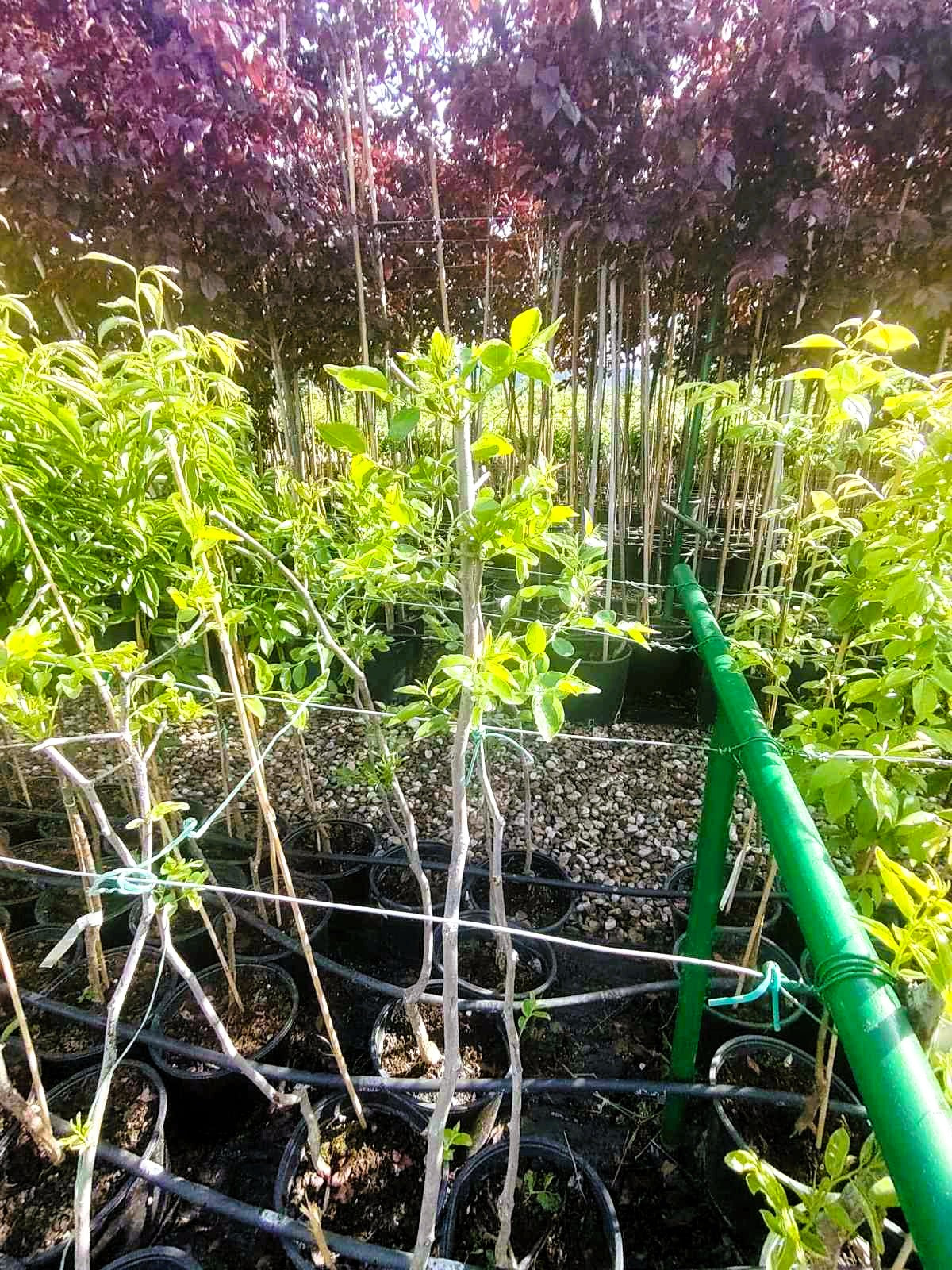 Двугодишен хинап, сорт Ли (Li), в саксия 5 литра