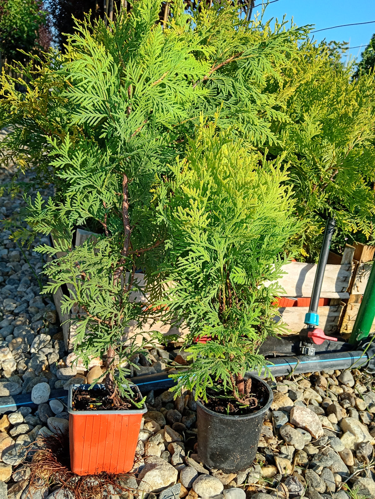 Кълбовидна западна туя „Даника“ (Thuja occidentalis 'Danica')