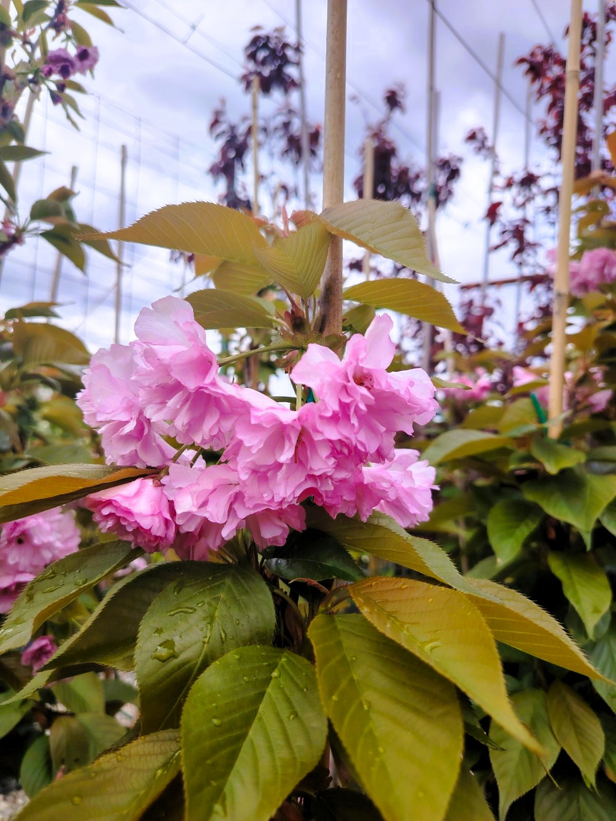 Японска вишна „Канзан“ (Prunus serrulata 'Kanzan')