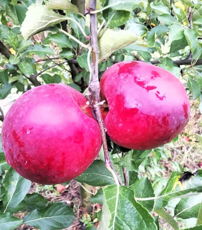 Четиригодишна ябълка, сорт Кримсон Крисп (Crimson Crisp) ,в саксия 5 литра.