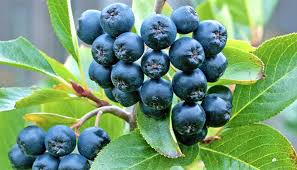 Арония (Aronia melanocarpa)