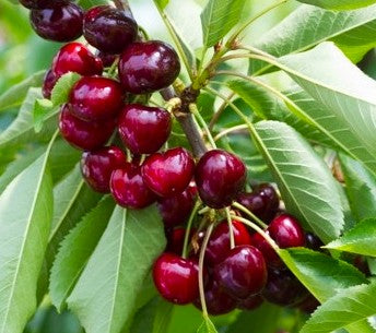Двугодишна Череша, сорт Суит Ърли (Sweet Early), в саксия 5 литра
