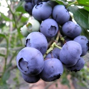 Боровинка Блукроп (Bluecrop)