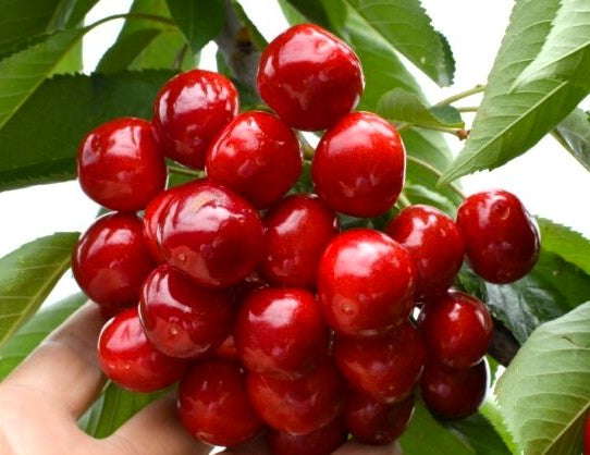 Двугодишна череша, сорт Канада Джаянт (Canada Giant), в саксия 5 литра