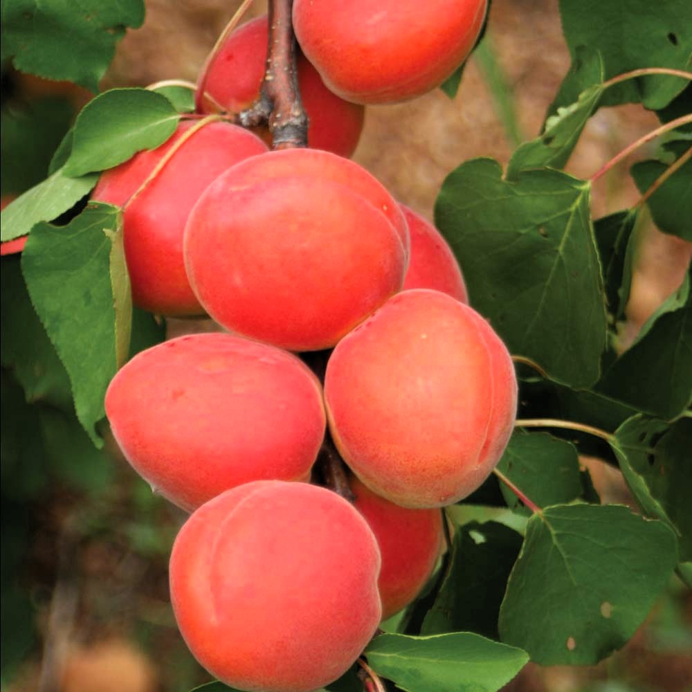 Двугодишна кайсия, сорт Ориндж Руби (Orange Ruby), в саксия 5 литра