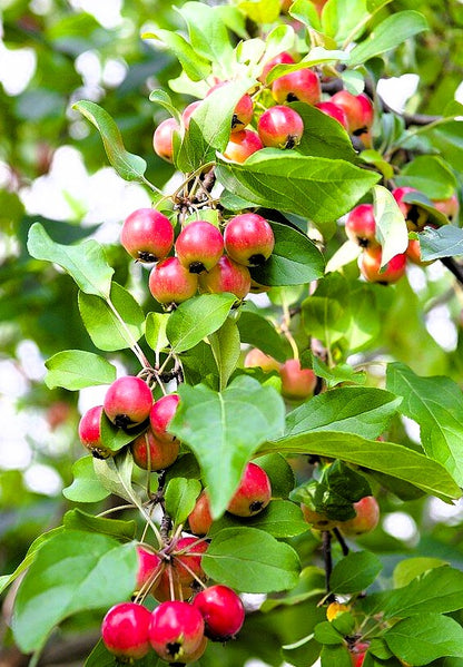 Декоративна ябълка „Флорибунда“ (Malus floribunda)