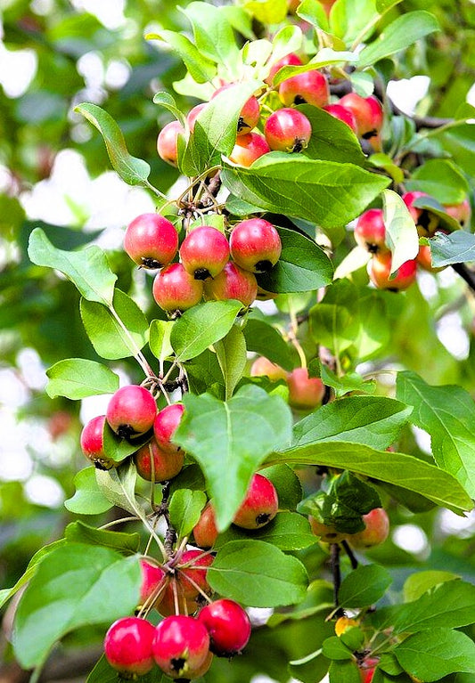 Декоративна ябълка „Флорибунда“ (Malus floribunda)