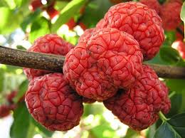 Китайска черница – Кудрания (Cudrania tricuspidata)