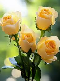 Жълта роза (Yellow Rose)