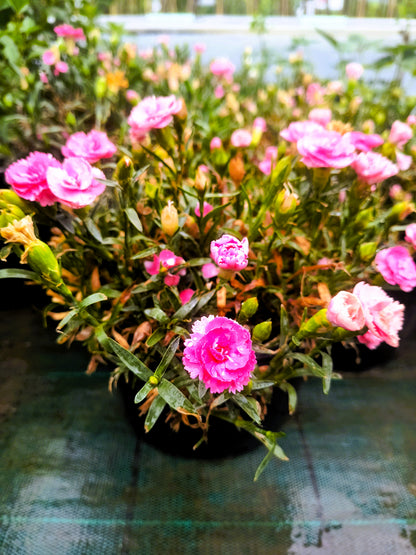 Градински карамфил (Dianthus)