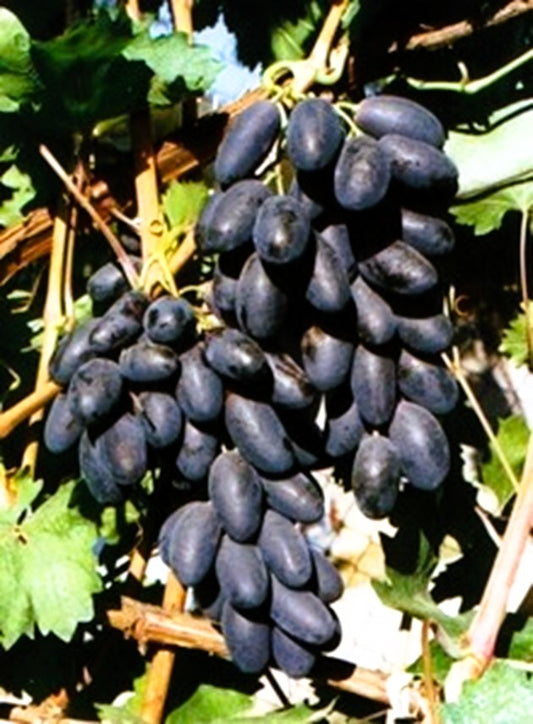 Лоза Велика