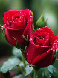 Червена Роза (Red Rose)