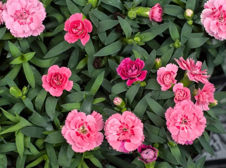 Градински карамфил (Dianthus)