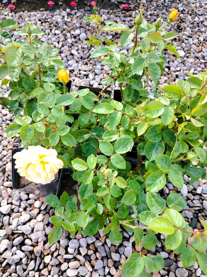 Жълта роза (Yellow Rose)