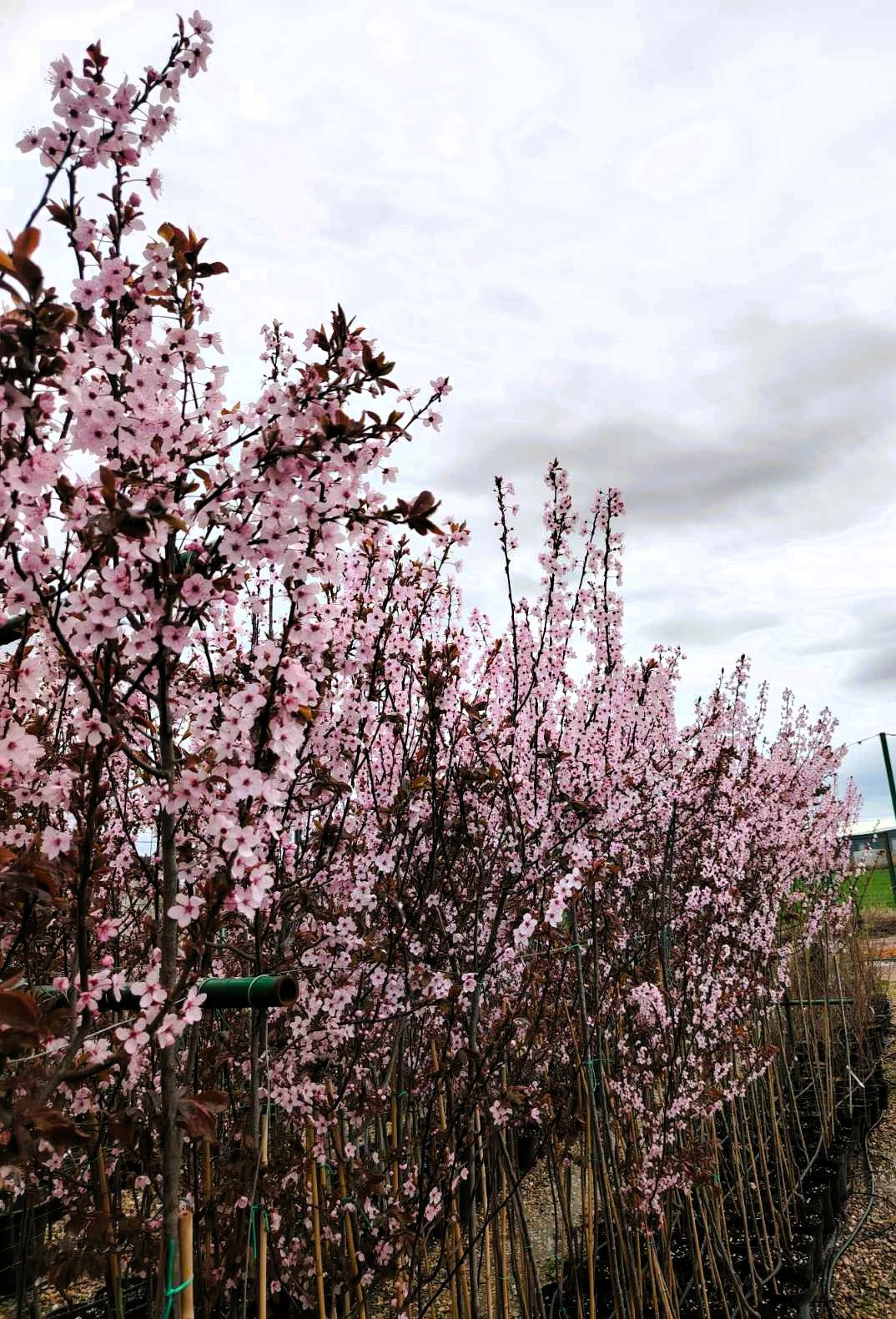 Декоративна Червенолистна слива (Prunus cerasifera 'Nigra )