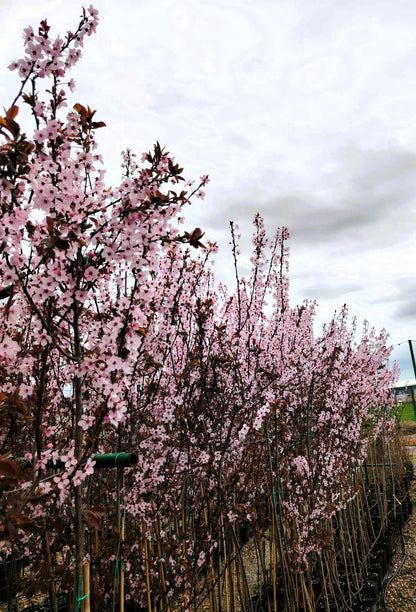 Декоративна Червенолистна слива (Prunus cerasifera 'Nigra )