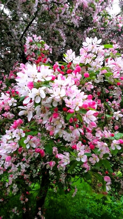 Декоративна ябълка „Флорибунда“ (Malus floribunda)