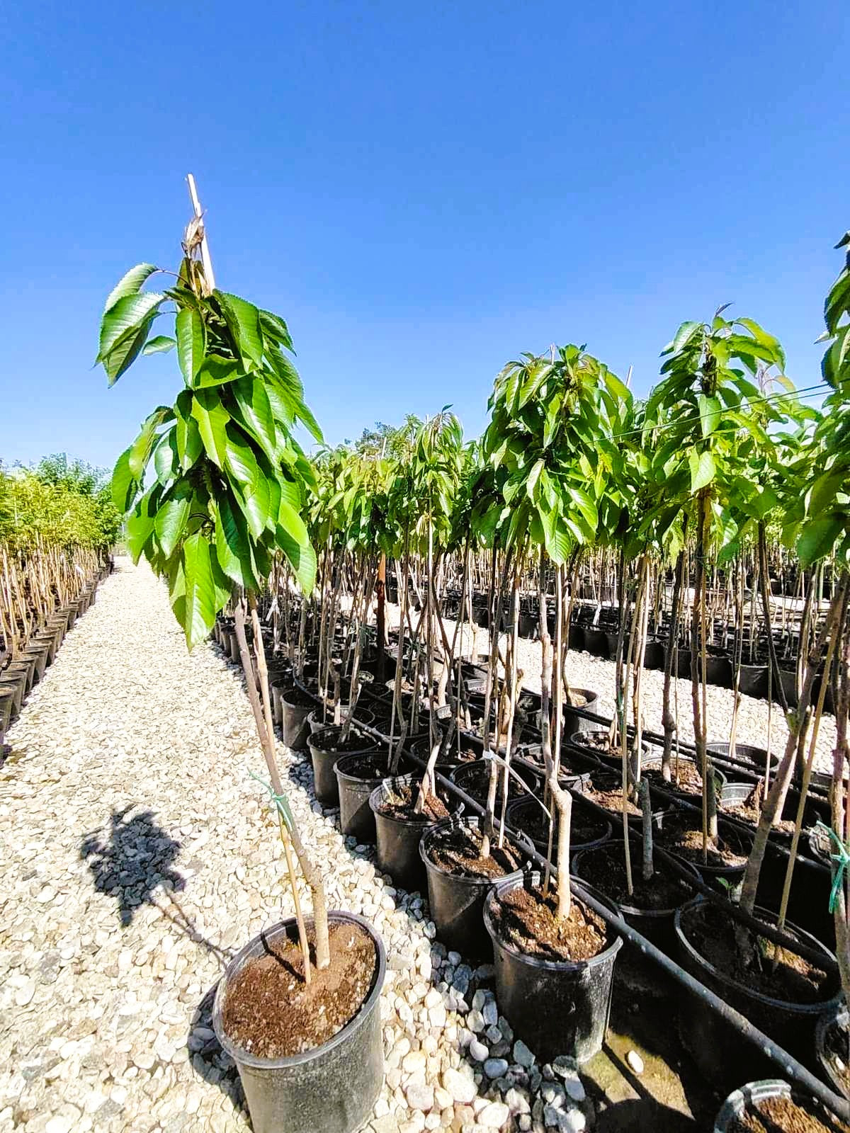 Двугодишна череша, сорт  Ърли Лори (Early Lory), в саксия 5 литра