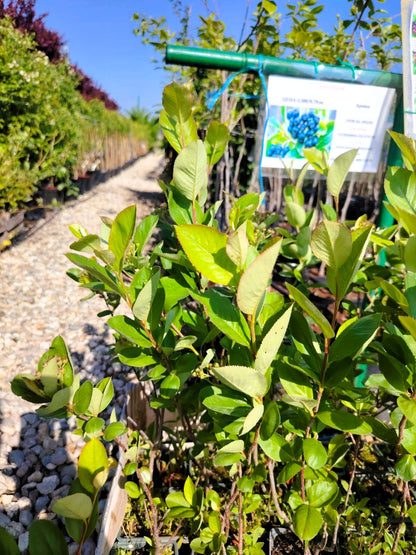 Арония (Aronia melanocarpa)