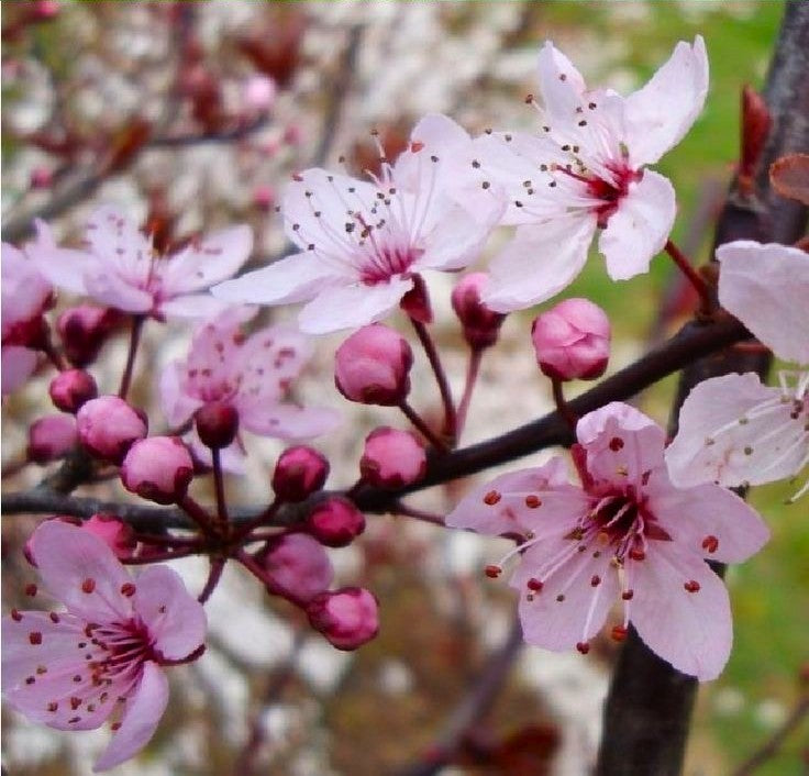 Декоративна Червенолистна слива (Prunus cerasifera 'Nigra )