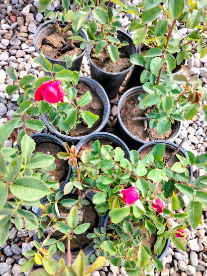 Червена Роза (Red Rose)