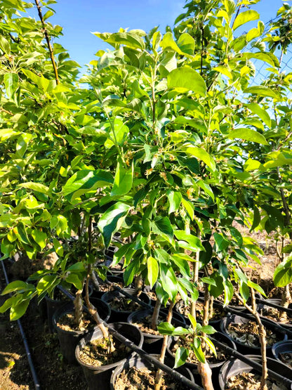 Декоративна ябълка „Флорибунда“ (Malus floribunda)