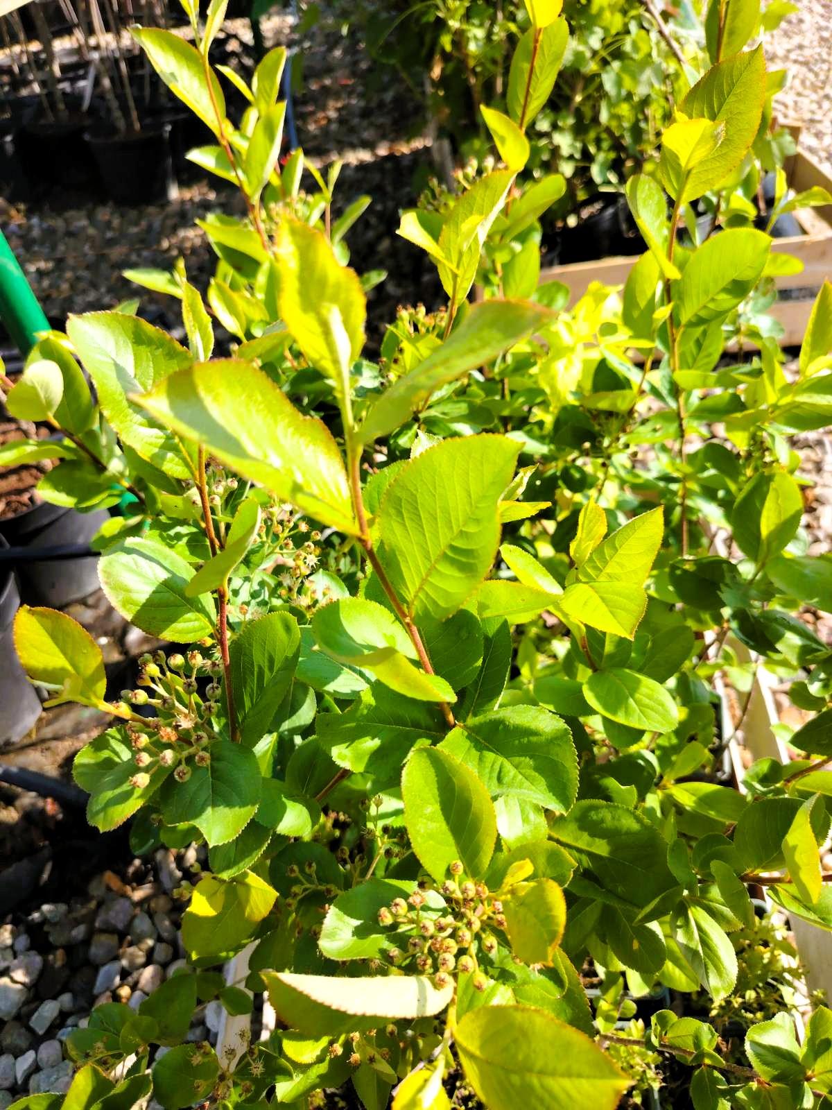 Арония (Aronia melanocarpa)