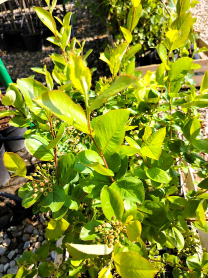 Арония (Aronia melanocarpa)