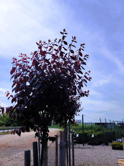 Декоративна Червенолистна слива (Prunus cerasifera 'Nigra )