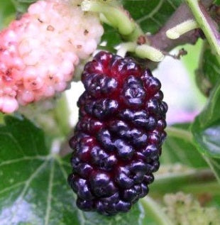 Двугодишна Лилаво-розова черница (Morus rosea/purpurea), в саксия 5 литра