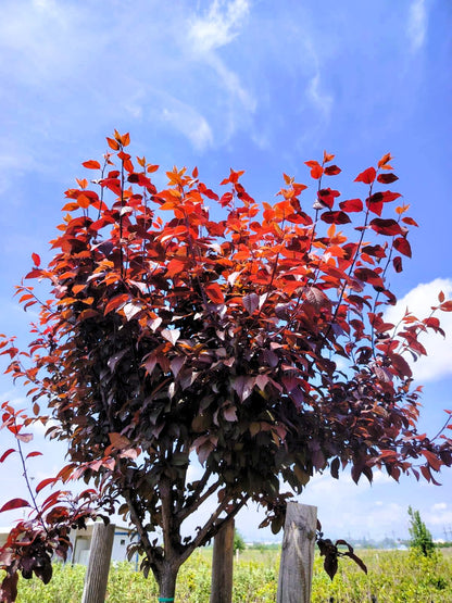 Декоративна Червенолистна слива (Prunus cerasifera 'Nigra )