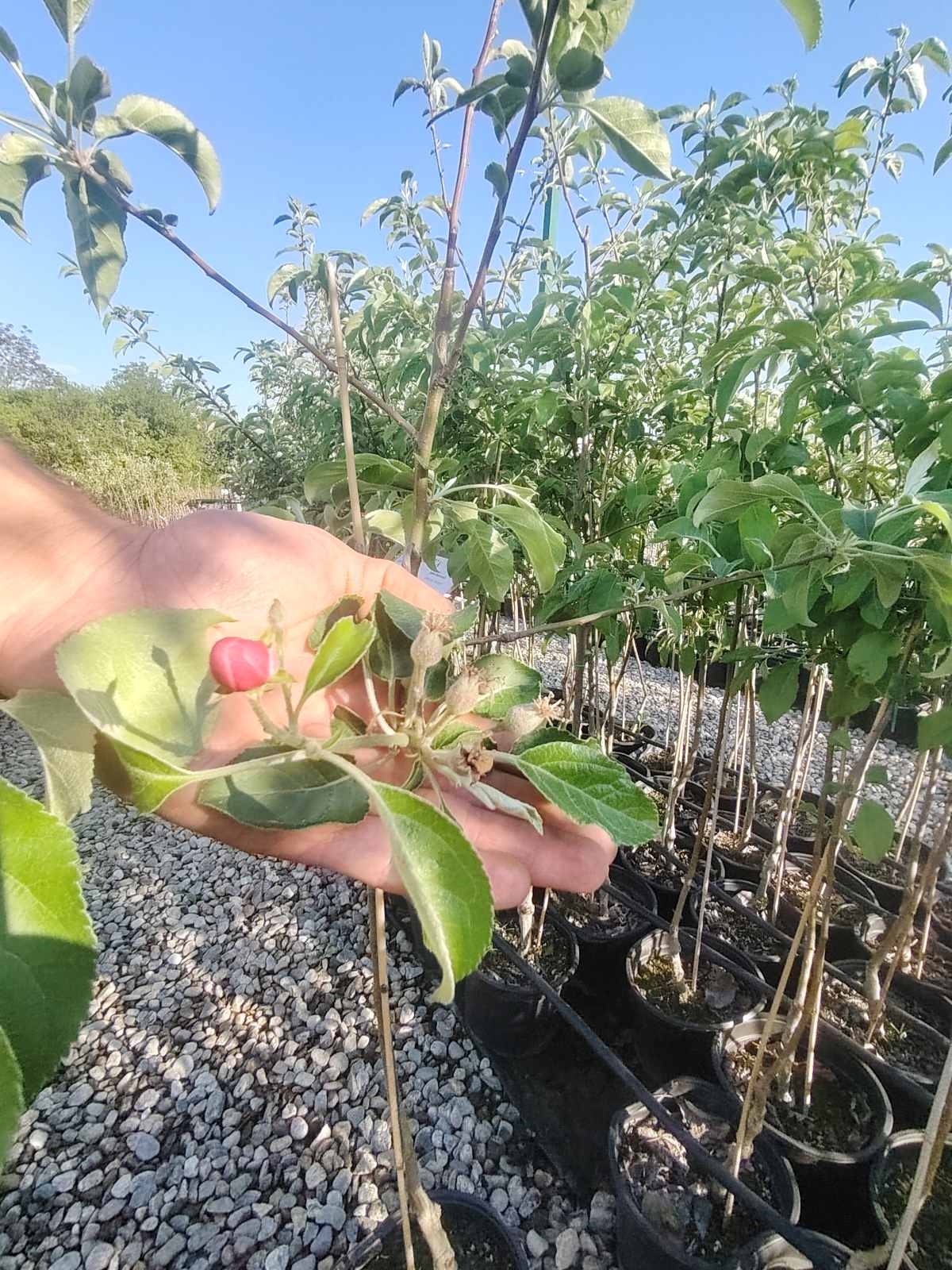 Четиригодишна ябълка, сорт Зимна Бананова (Winter Banana), в саксия 5 литра