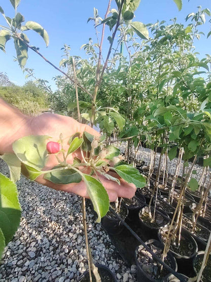 Четиригодишна ябълка, сорт Зимна Бананова (Winter Banana), в саксия 5 литра