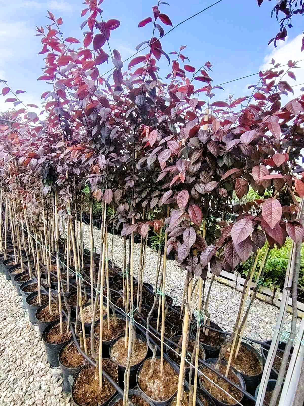 Декоративна Червенолистна слива (Prunus cerasifera 'Nigra )