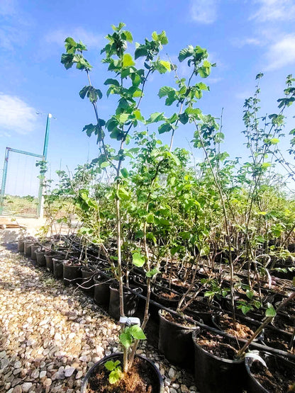 Двугодишен лешник, сорт Тонда Джентиле (Tonda Gentile), в саксия 5 литра