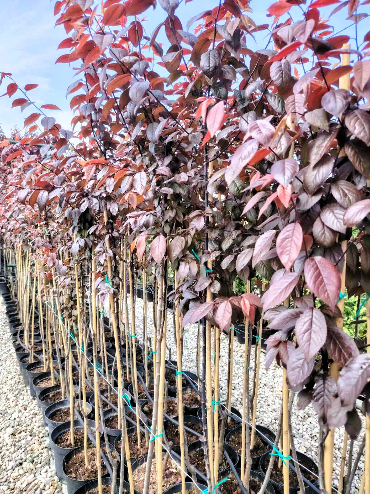 Декоративна Червенолистна слива (Prunus cerasifera 'Nigra )