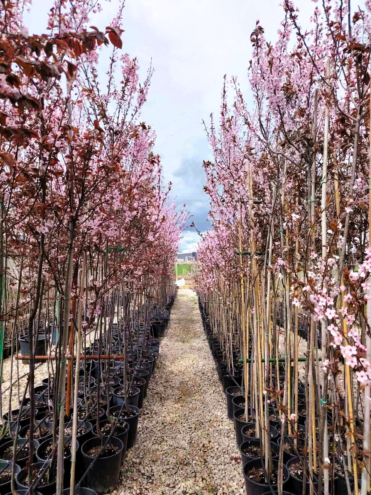 Декоративна Червенолистна слива (Prunus cerasifera 'Nigra )