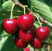 Двугодишна череша, сорт  Ърли Лори (Early Lory), в саксия 5 литра