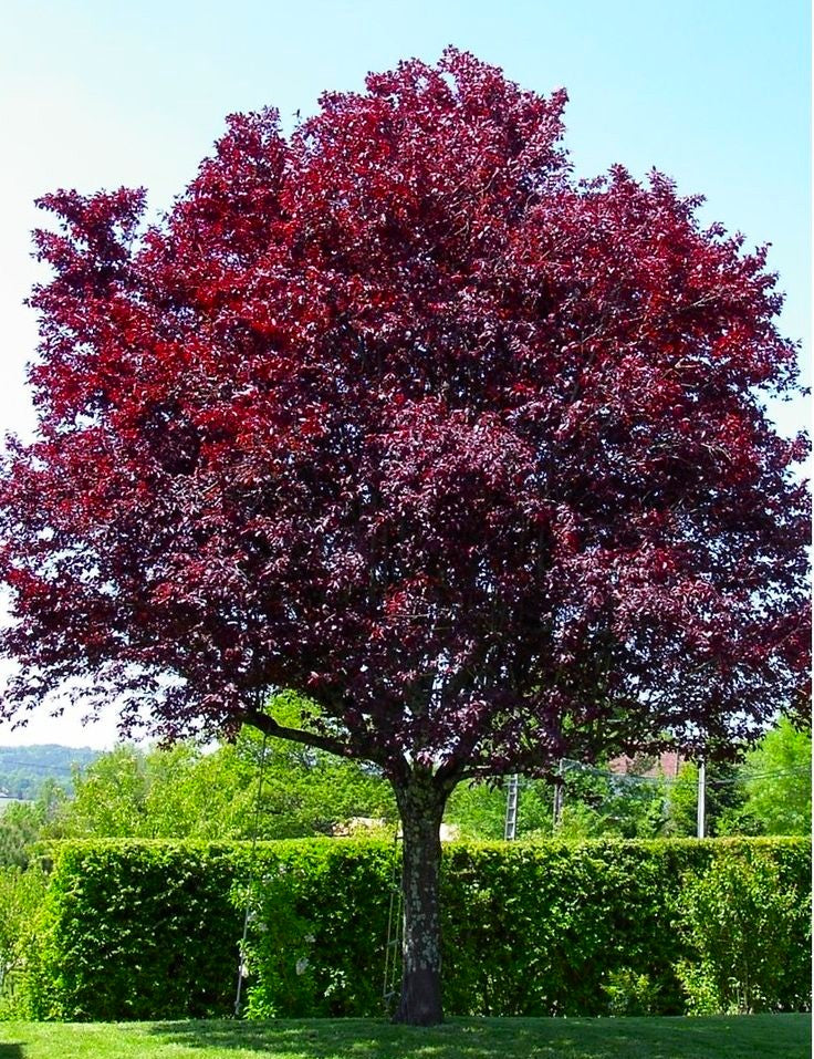 Декоративна Червенолистна слива (Prunus cerasifera 'Nigra )