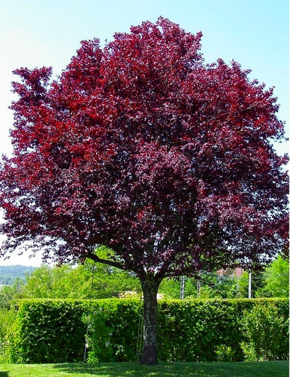 Декоративна Червенолистна слива (Prunus cerasifera 'Nigra )