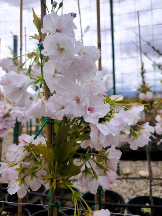 Японска вишна „Аманогава“ (Prunus serrulata 'Amanogawa')