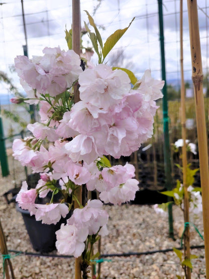 Японска вишна „Аманогава“ (Prunus serrulata 'Amanogawa')