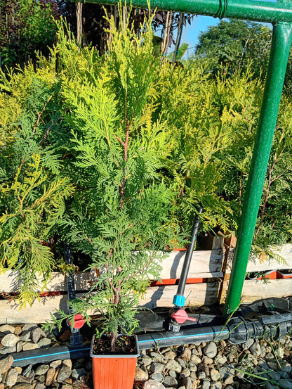 Западна туя „Golden Brabant“ (Thuja occidentalis 'Golden Brabant')