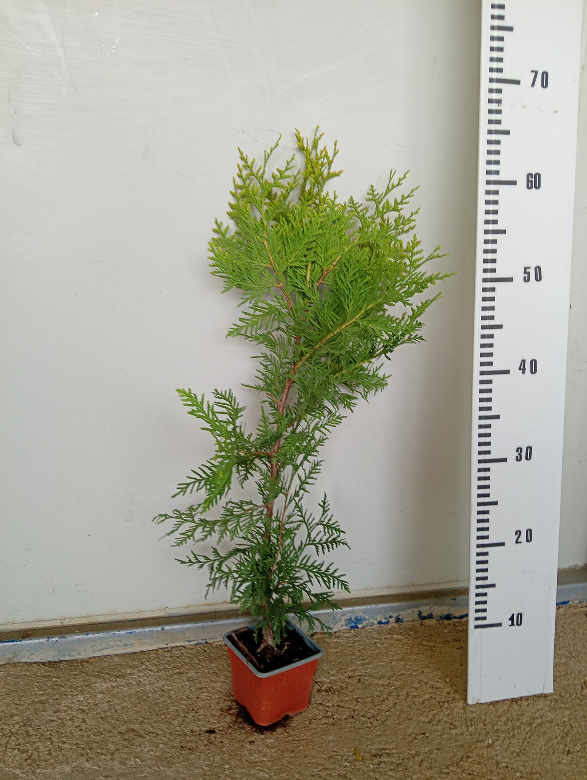 Западна туя „Golden Brabant“ (Thuja occidentalis 'Golden Brabant')
