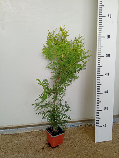 Западна туя „Golden Brabant“ (Thuja occidentalis 'Golden Brabant')