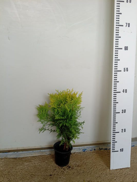 Кълбовидна западна туя „Даника“ (Thuja occidentalis 'Danica')
