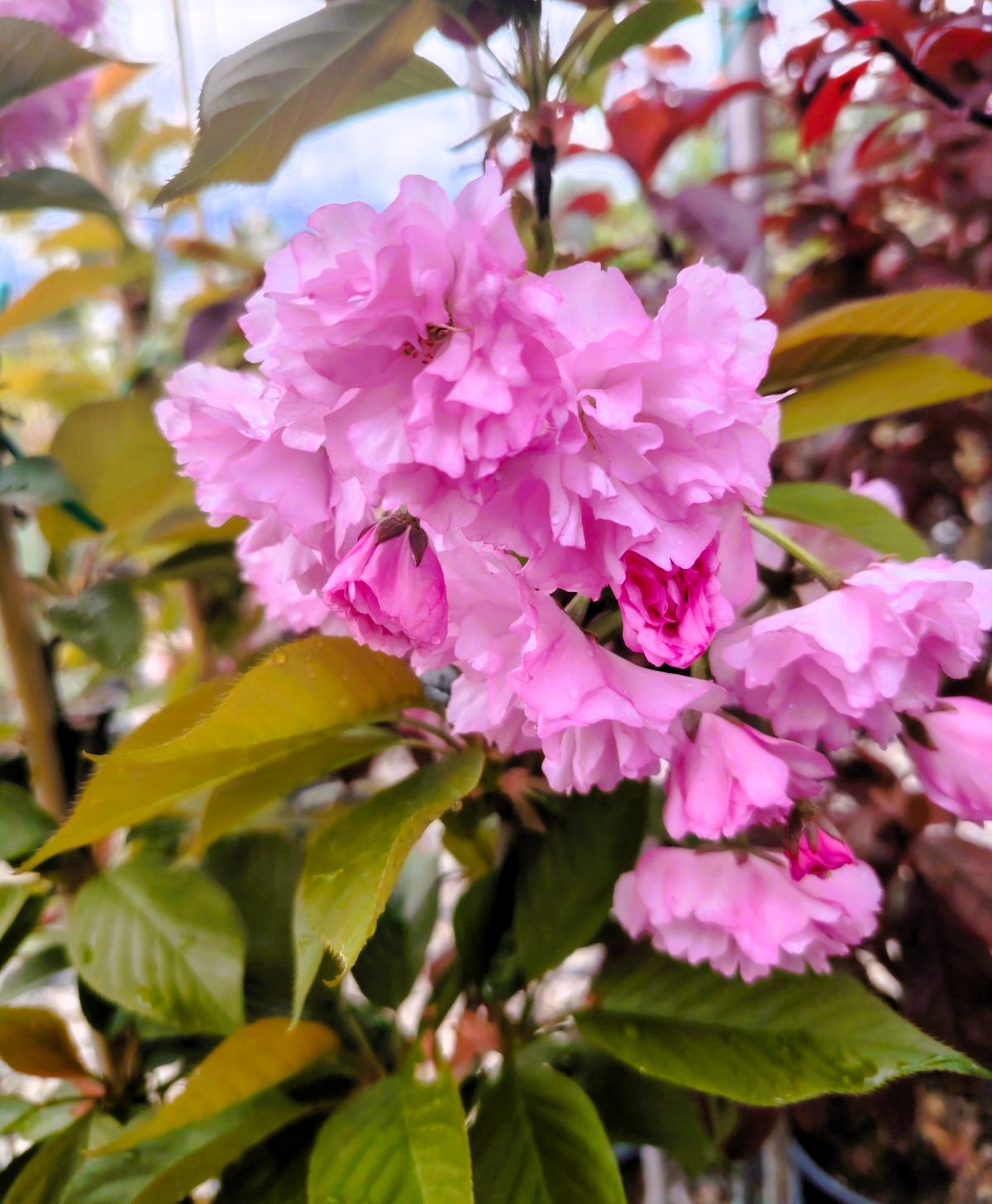 Японска вишна „Канзан“ (Prunus serrulata 'Kanzan')