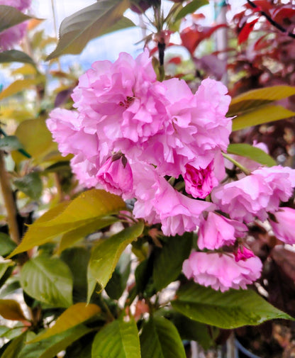 Японска вишна „Канзан“ (Prunus serrulata 'Kanzan')